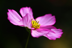 しずくpink　秋の空に華やかに舞うように