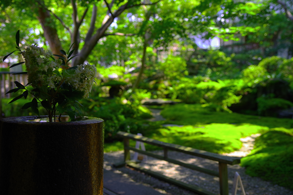 柏葉紫陽花の眼差し