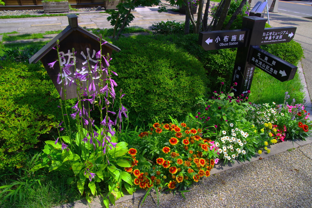 心を癒やす街のお花たち