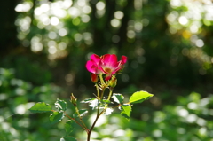 しずくpink　煌めく光のカーテン