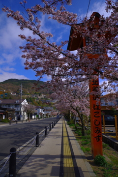 碧空に続く桜並木～♬