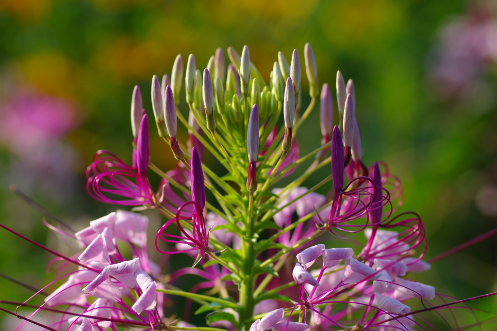 秘密のひととき・Spider flower