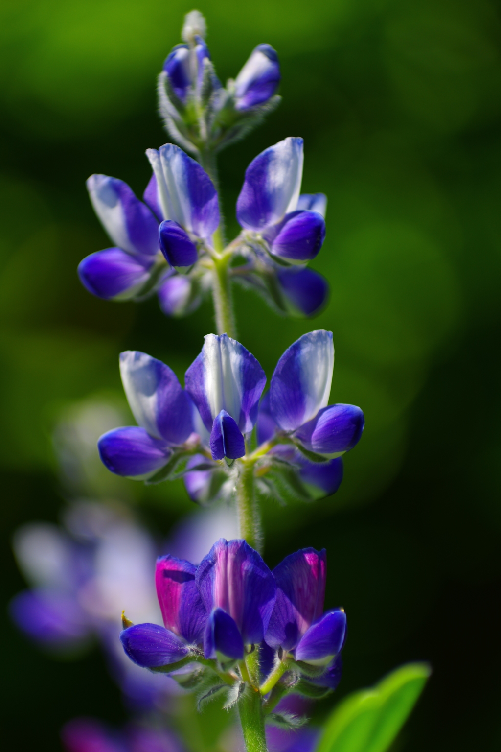 gardenを彩るflower　凜と嫋やかに