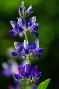 gardenを彩るflower　凜と嫋やかに
