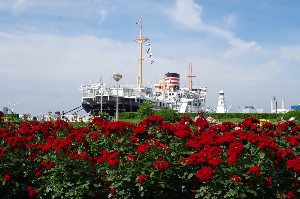 薔薇の花咲く港