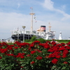 薔薇の花咲く港