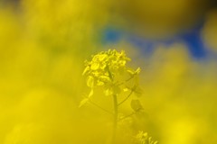 〝はる〟が好き♡