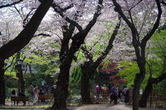 靖国の春・美しい桜の舞