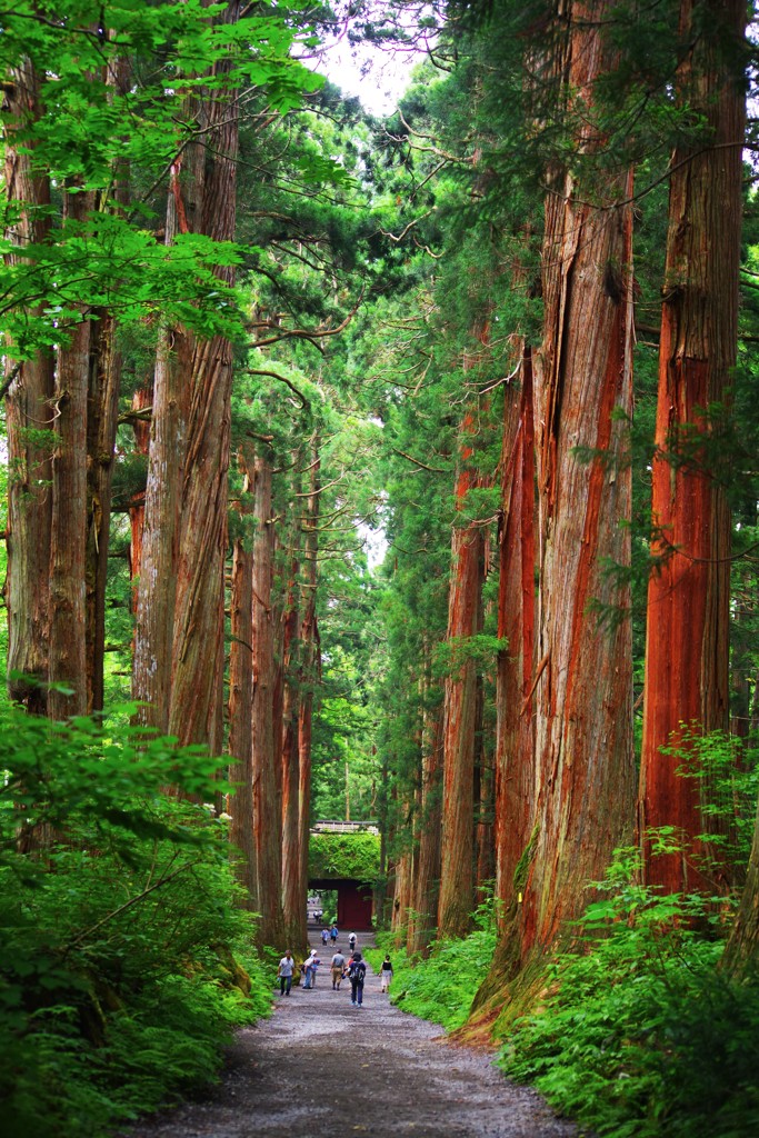 樹齢400年のパワーを感じて☆。.:＊・゜