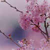 しずくPink　桜色の記憶。