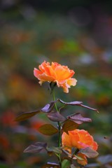 Serenade♪。.:＊・゜