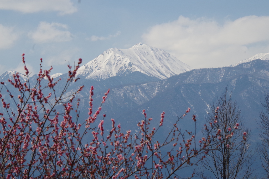 紅梅と常念岳と