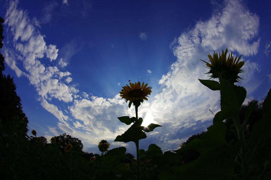 Ribbon In The Sky