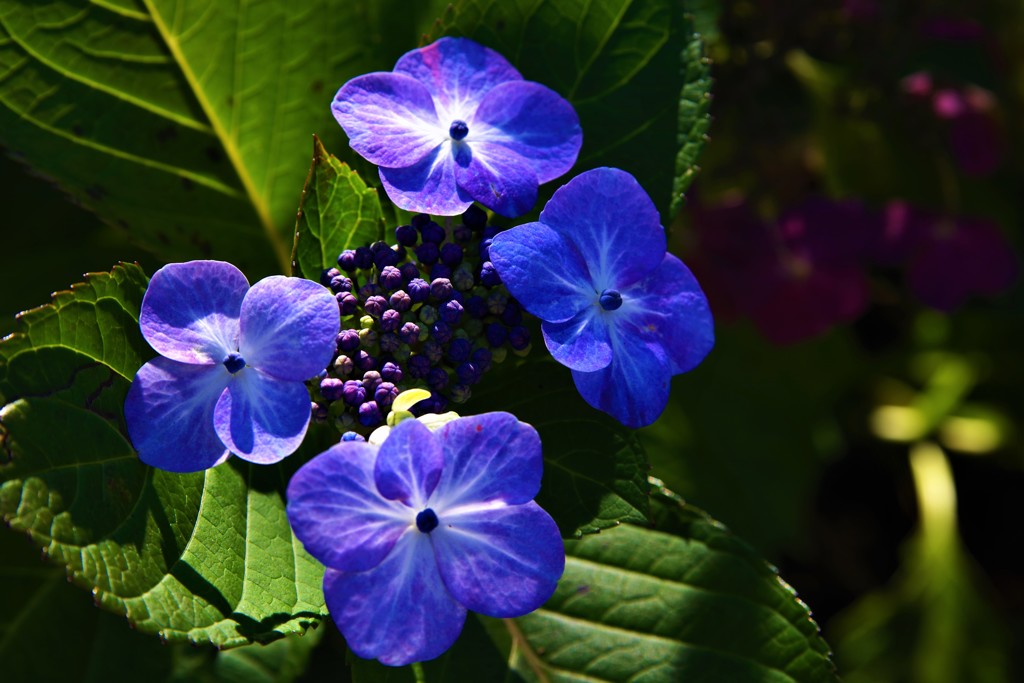 しずくBlue　秋紫陽花の輝き♬*.+゜