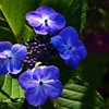 しずくBlue　秋紫陽花の輝き♬*.+゜