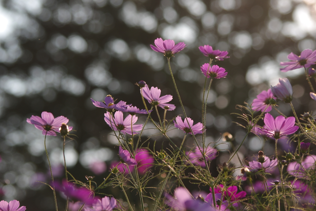 揺らめくひかりのなかで