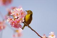 記念撮影は大好きなさくらと♫