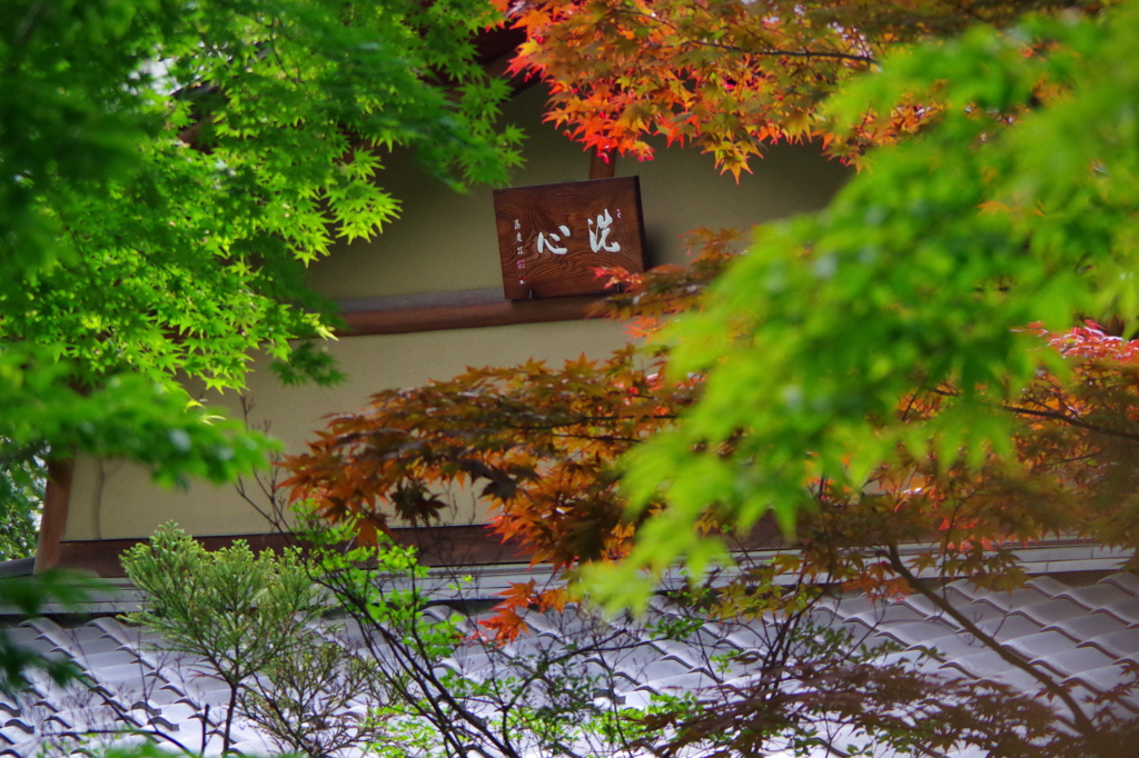 心洗亭　紅葉の饗宴