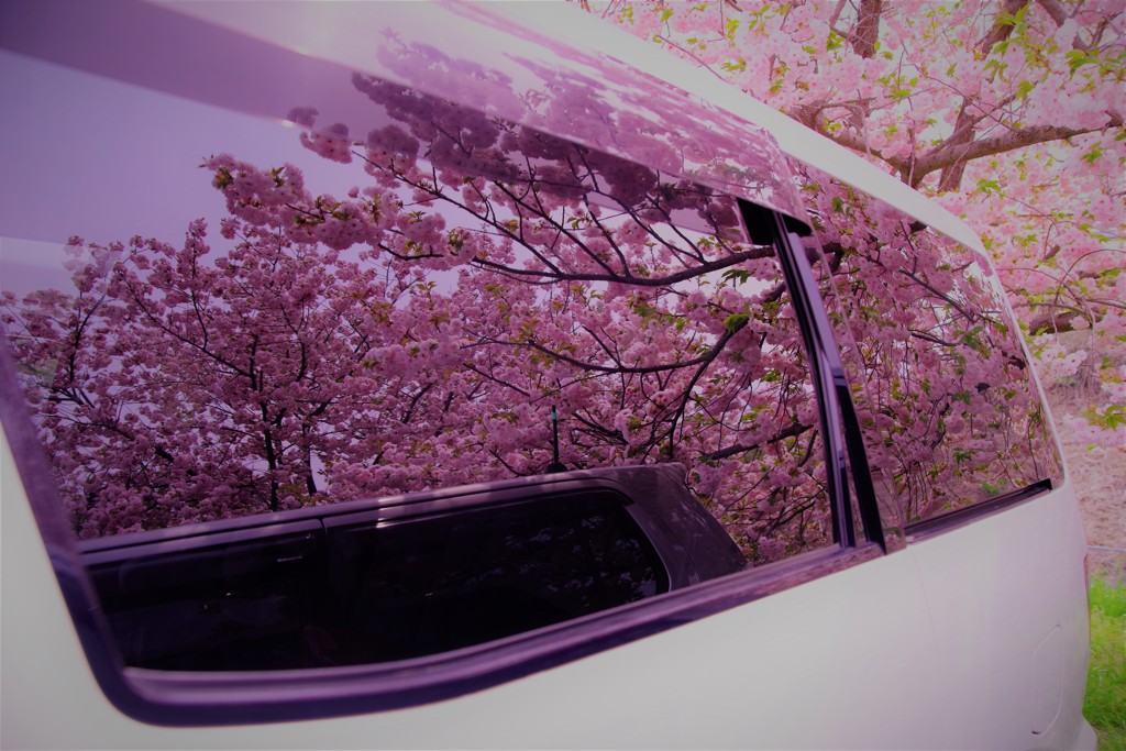桜の想い☆。.:＊・゜