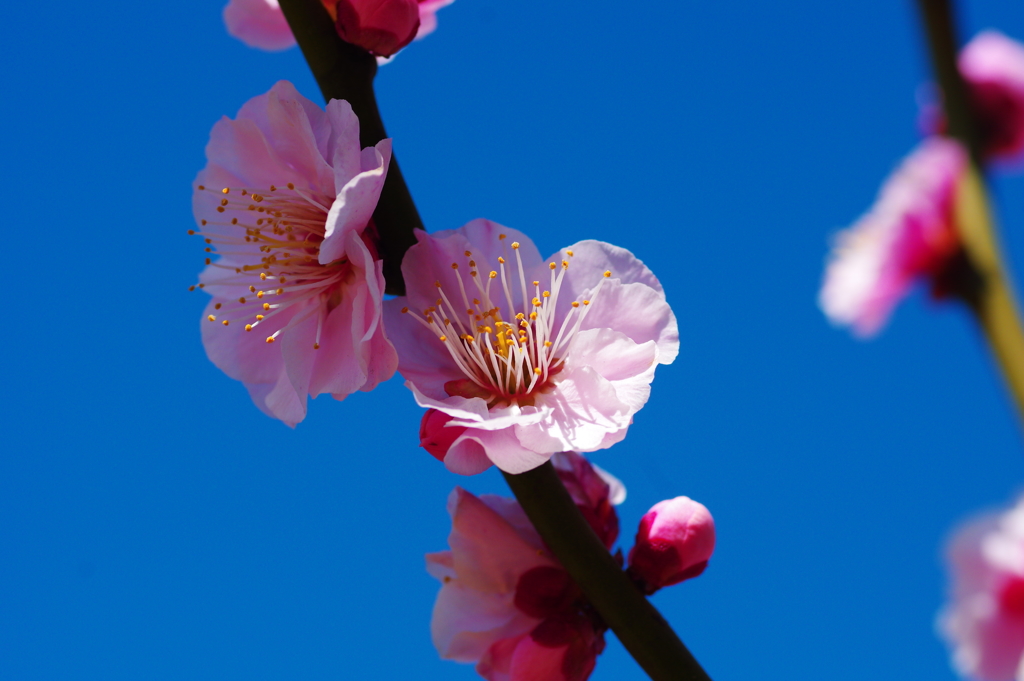 しずくpink　やっぱり碧空が好き♡