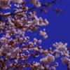 桜越しの。。。しずくBlue　Sky♪。.:＊・゜