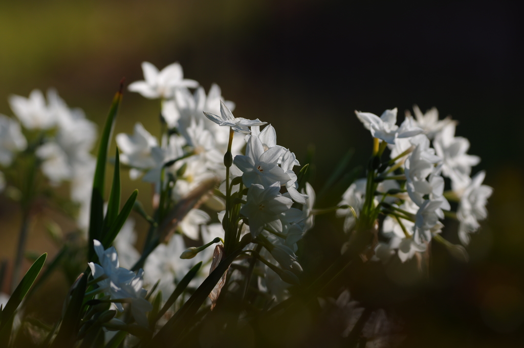 Narcissus ・移ろう季節の中で