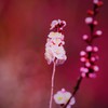 心地良い〝はる〟の香を♪。.:＊・゜