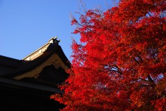 見あげたくなる想い～碧空～