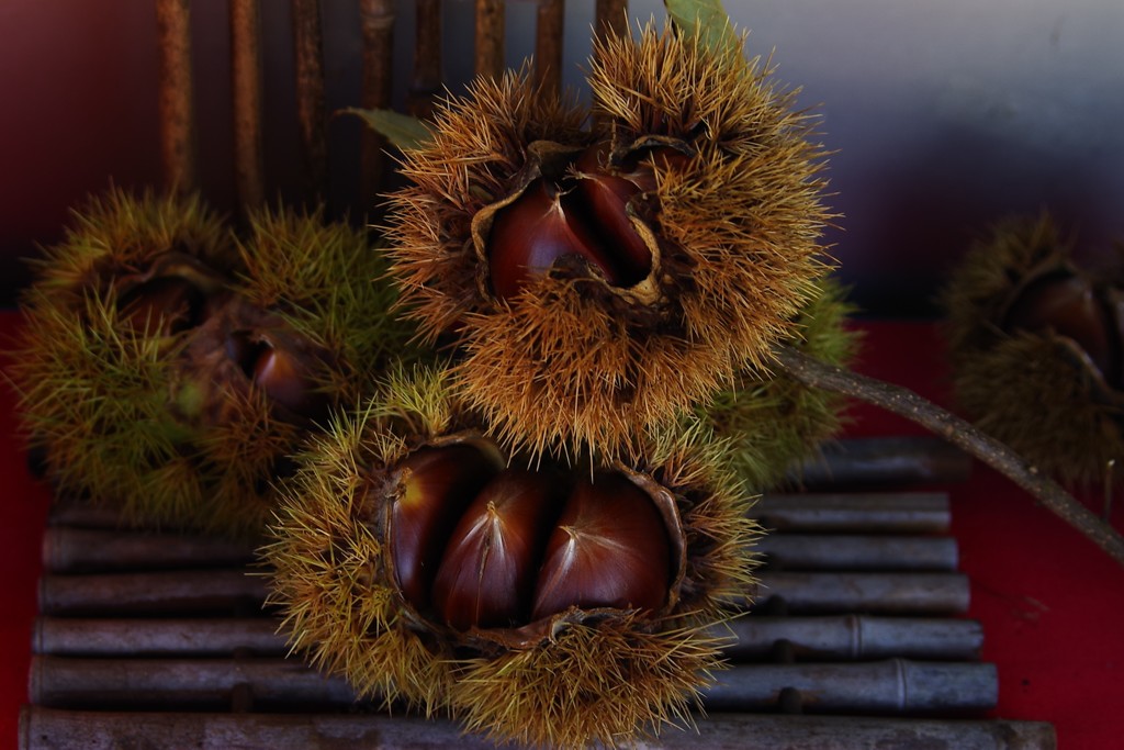 小布施の秋～新栗～