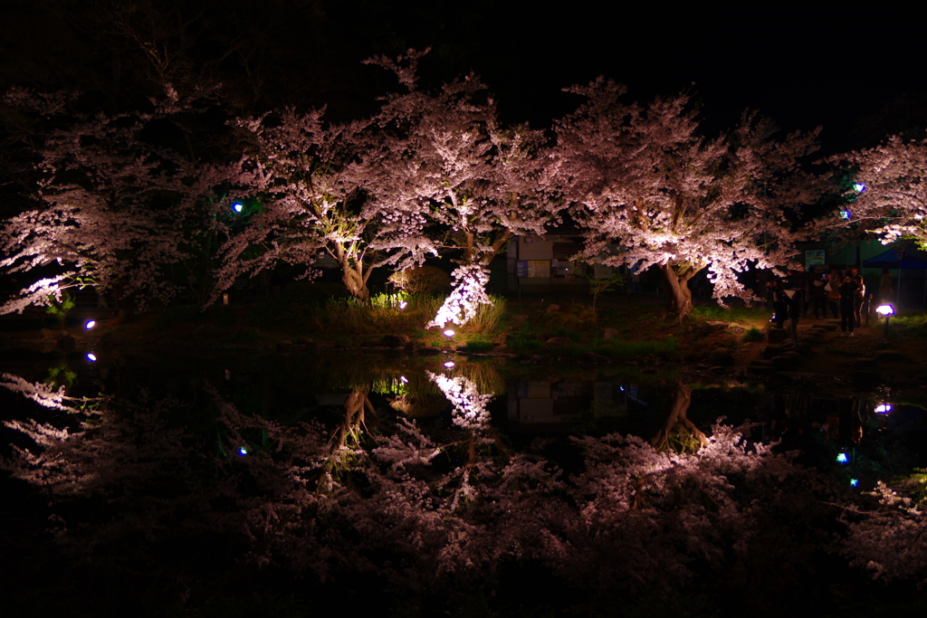 君と見た美しい夜桜・・・