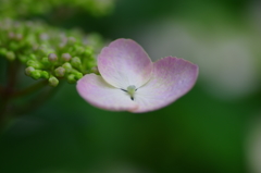 ひとひらの花に想いをこめて・・・