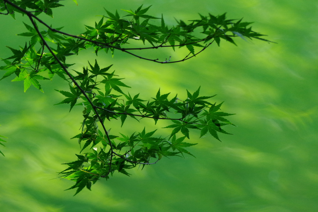 ever　green