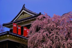 春爛漫～名城の桜～