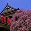 春爛漫～名城の桜～
