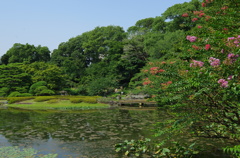 皇居東御苑　日本庭園　夏。 