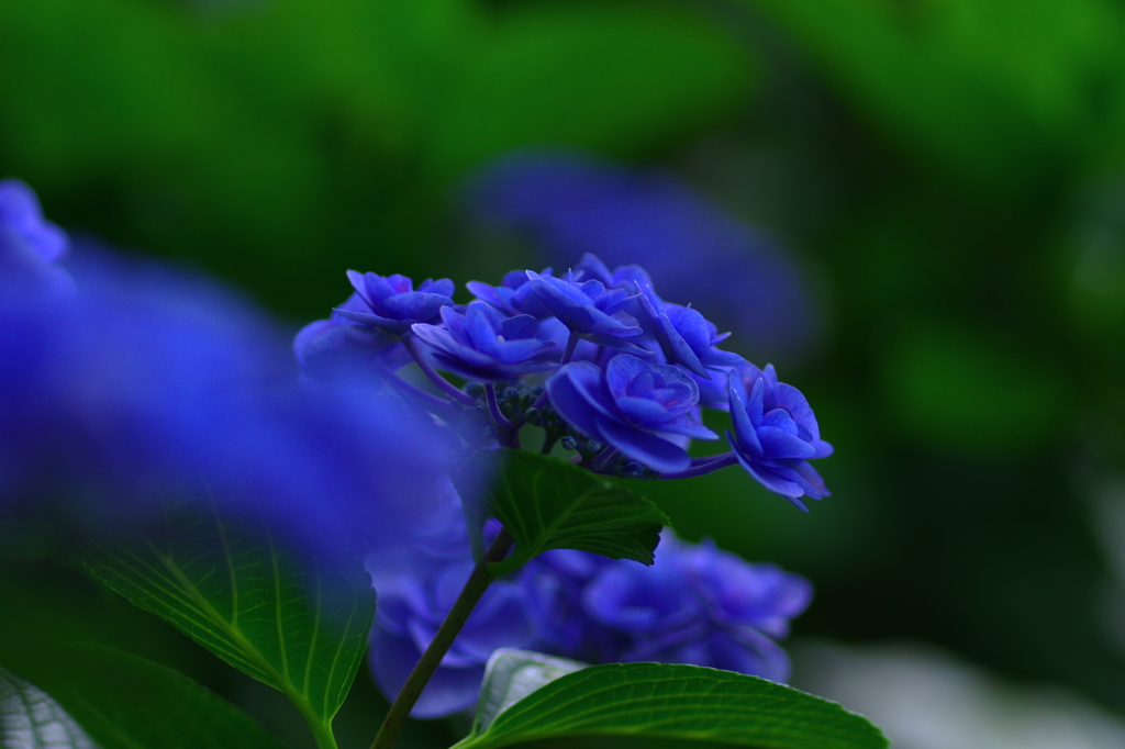 Rhapsody in Blue