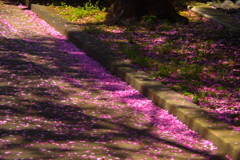 桜色の面影。