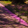 桜色の面影。