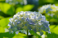 しずくblue　梅雨の晴れ間に♬