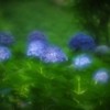 しずくblue　雨に唄えば♬