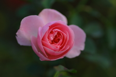 ささやかな祈り