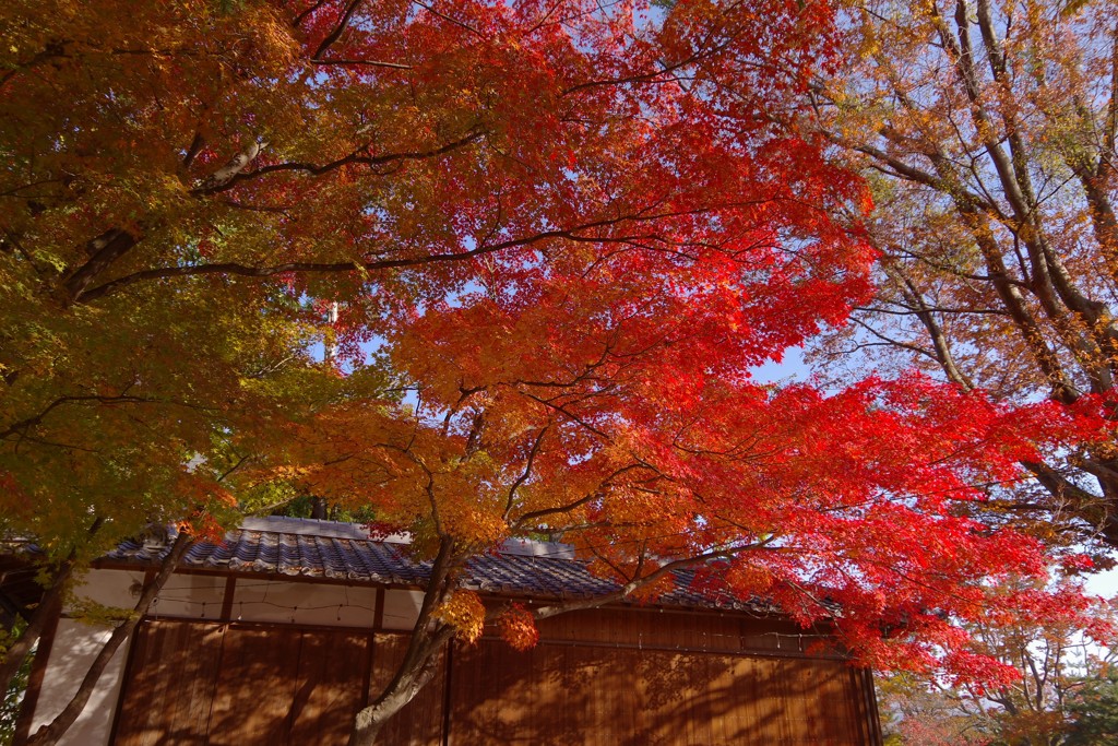 紅葉の錦