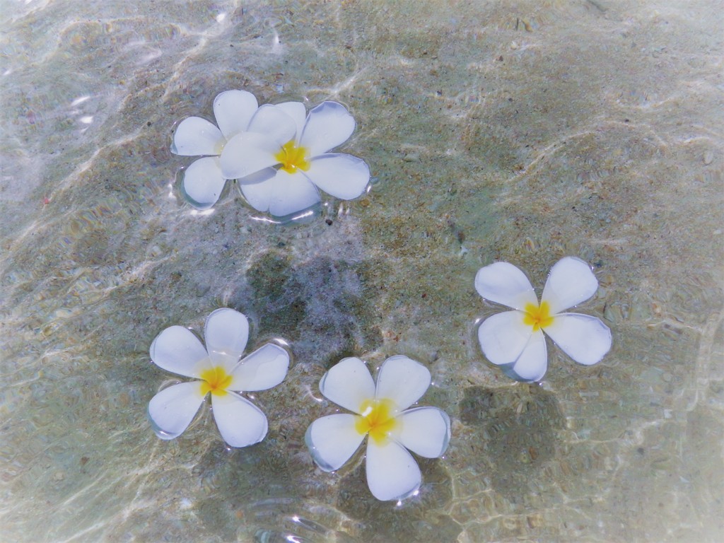 神が宿る花 Plumeria By 空色しずく Id 写真共有サイト Photohito