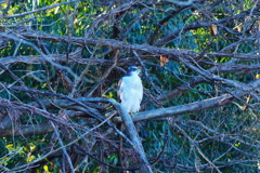 Northern Goshawk・大鷹