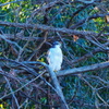 Northern Goshawk・大鷹