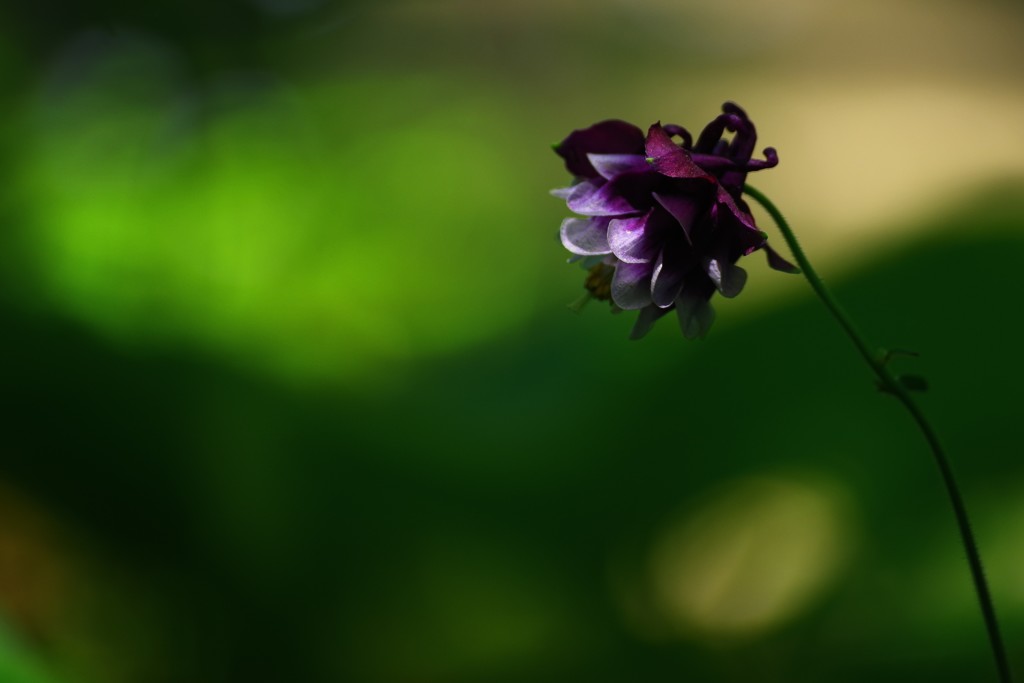 Purple Columbine