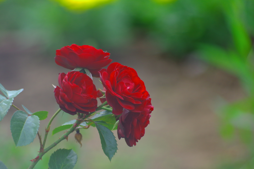 Maybe you can join me in my dreams