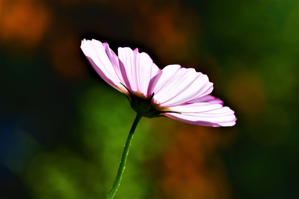 Sweet dreams •*¨*•.¸¸♬