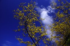 しずくBlue　山茱萸の春