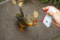 パンが食べられないのなら・・・